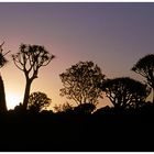 Sonnenaufgang im Köcherbaumwald