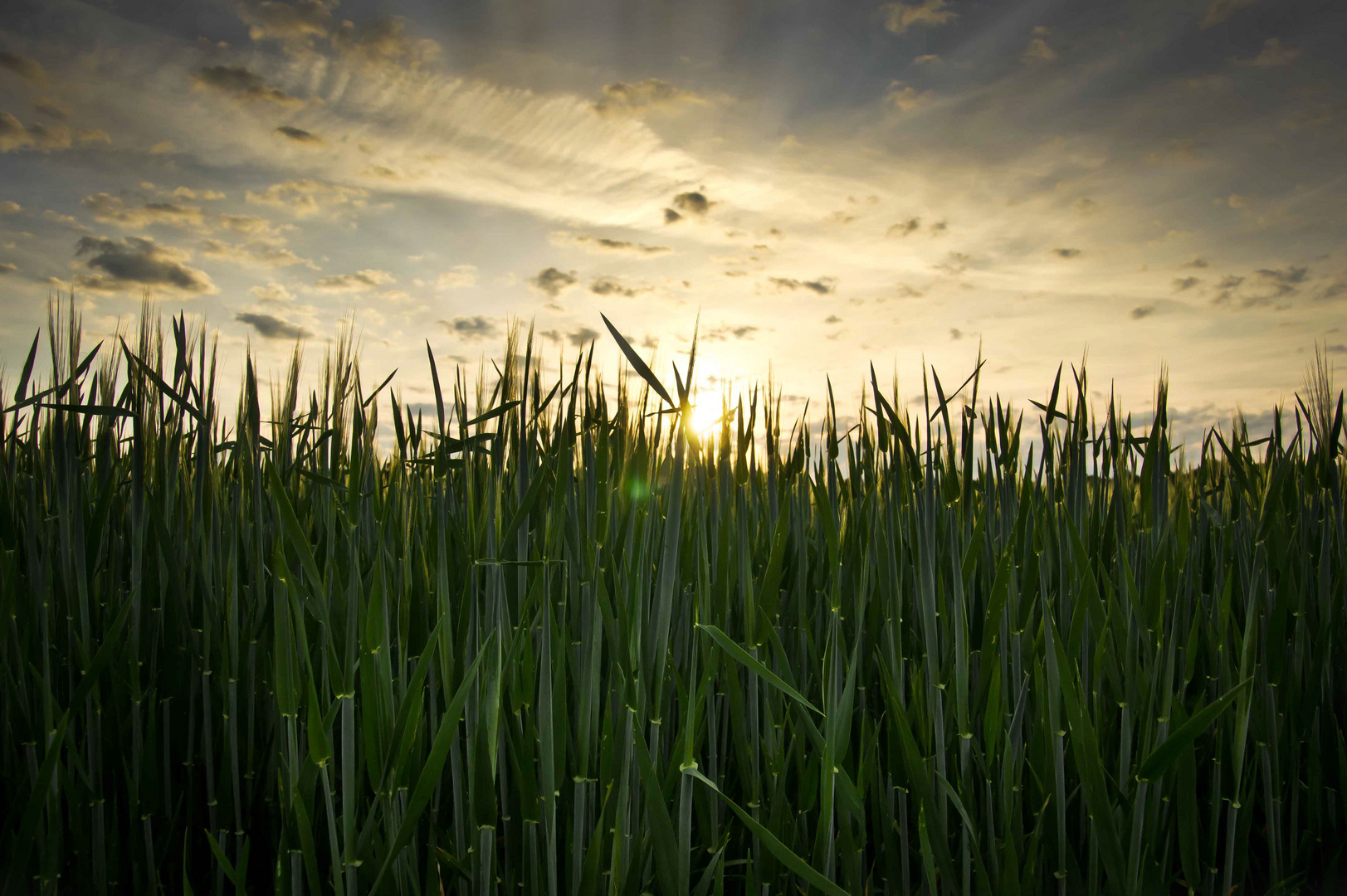 Sonnenaufgang im Kornfeld