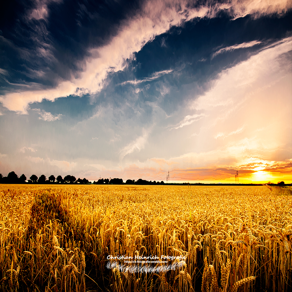 Sonnenaufgang im Kornfeld