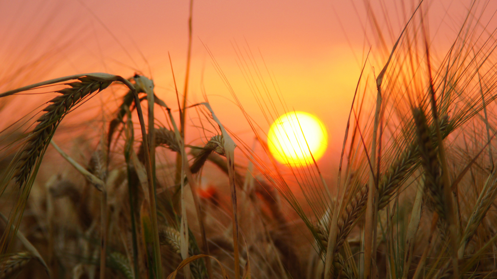 Sonnenaufgang im Kornfeld