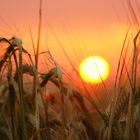 Sonnenaufgang im Kornfeld