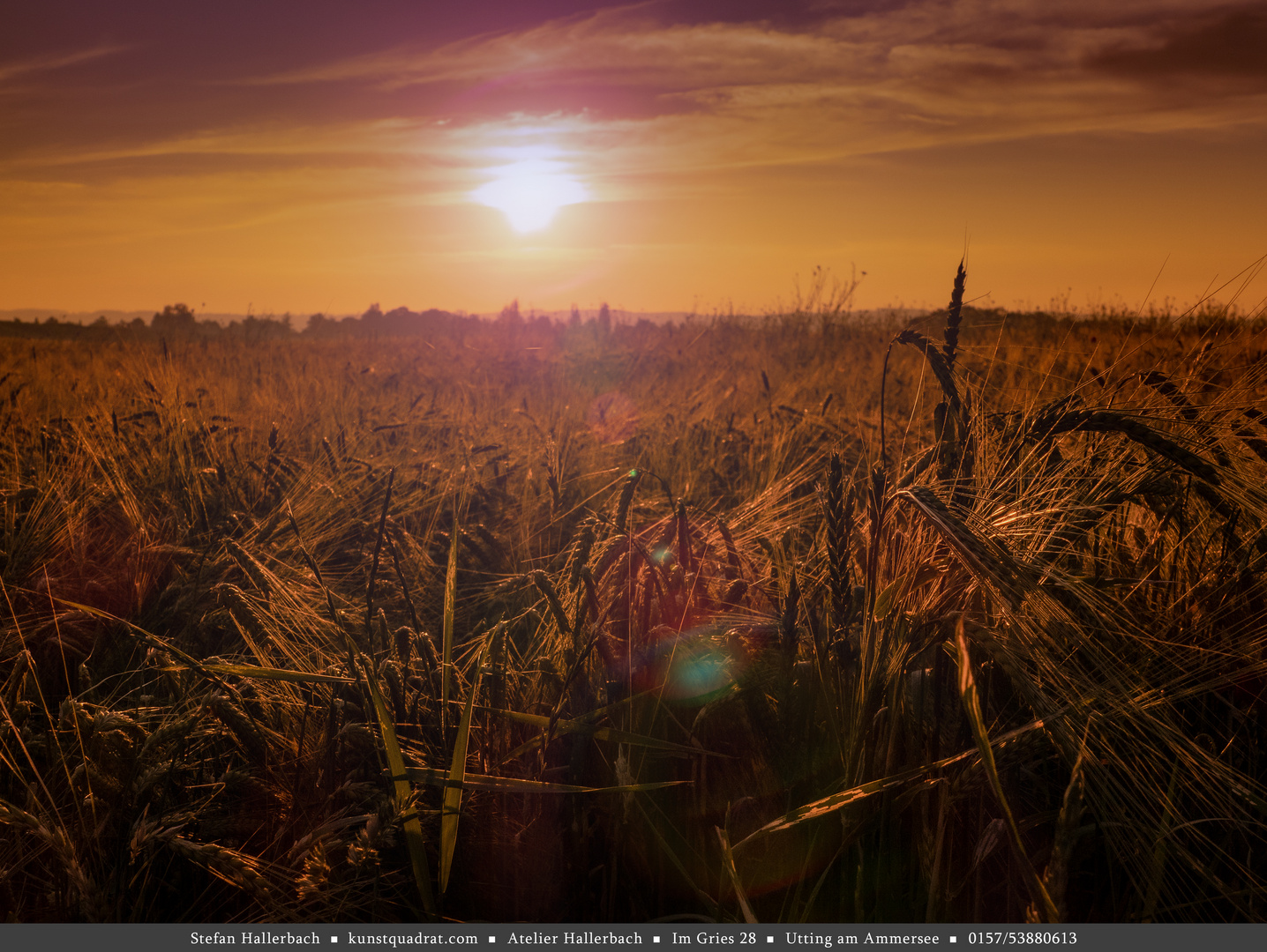 sonnenaufgang im kornfeld