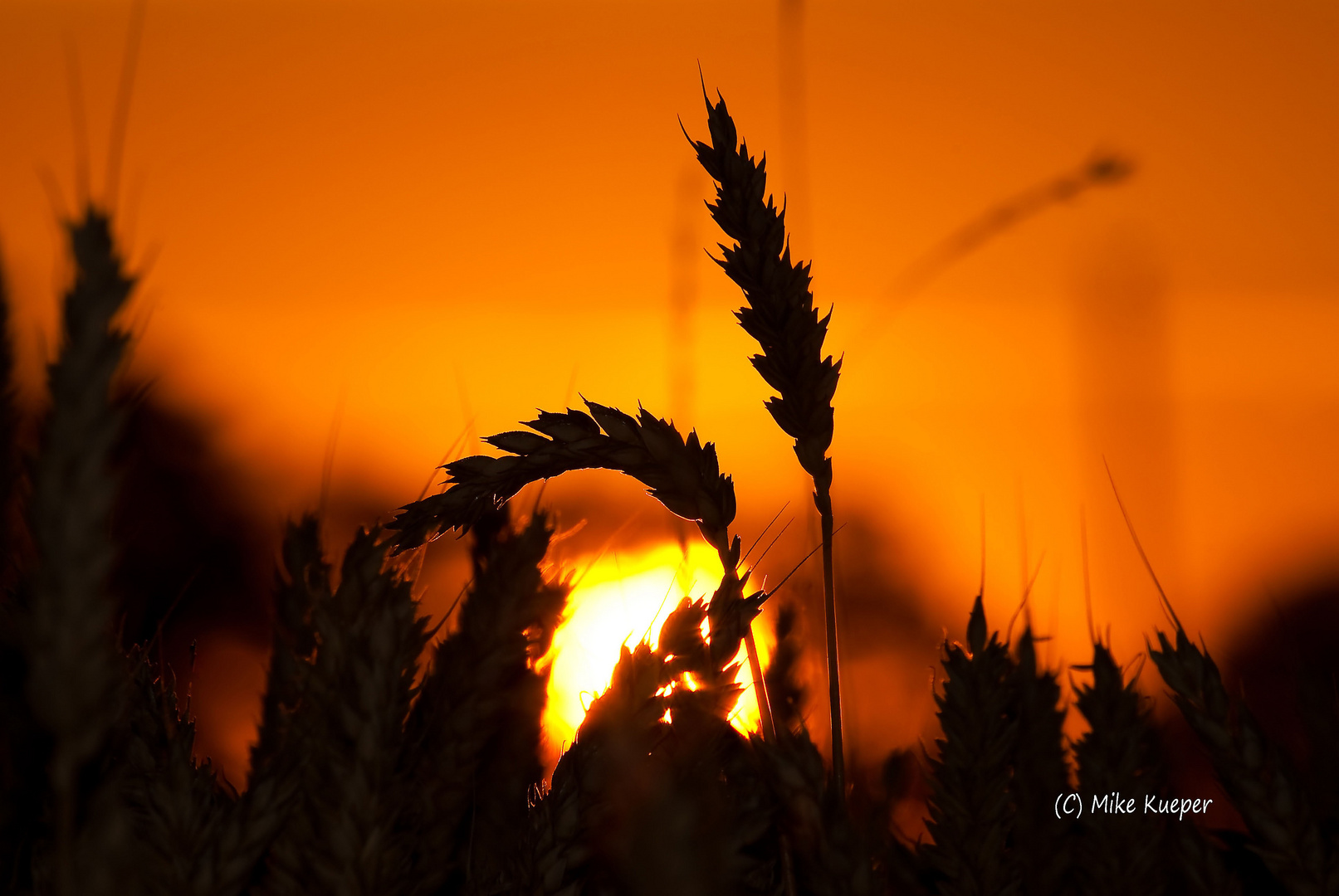 Sonnenaufgang im Kornfeld