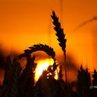 Sonnenaufgang im Kornfeld