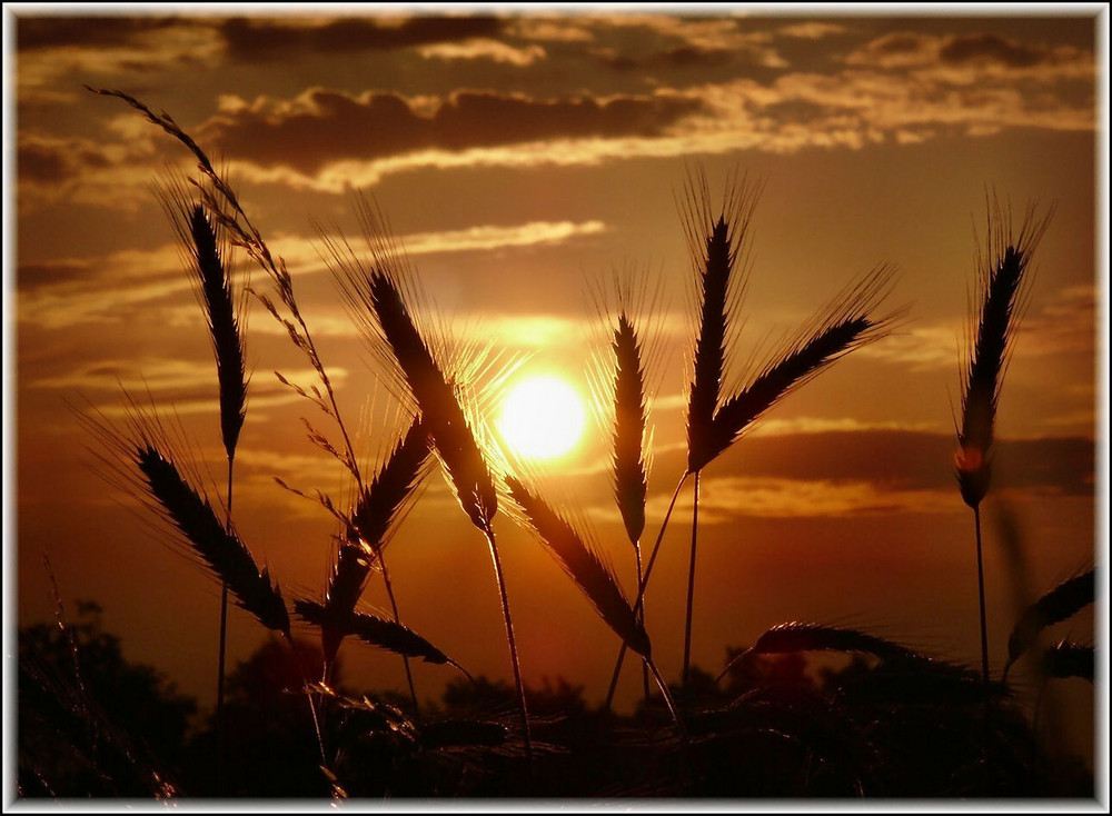 Sonnenaufgang im Kornfeld