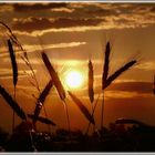 Sonnenaufgang im Kornfeld