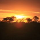 Sonnenaufgang im Krüger-Nationalpark