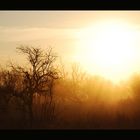 Sonnenaufgang im Krüger Nationalpark