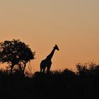 Sonnenaufgang im Krüger-Nationalpark Südafrika