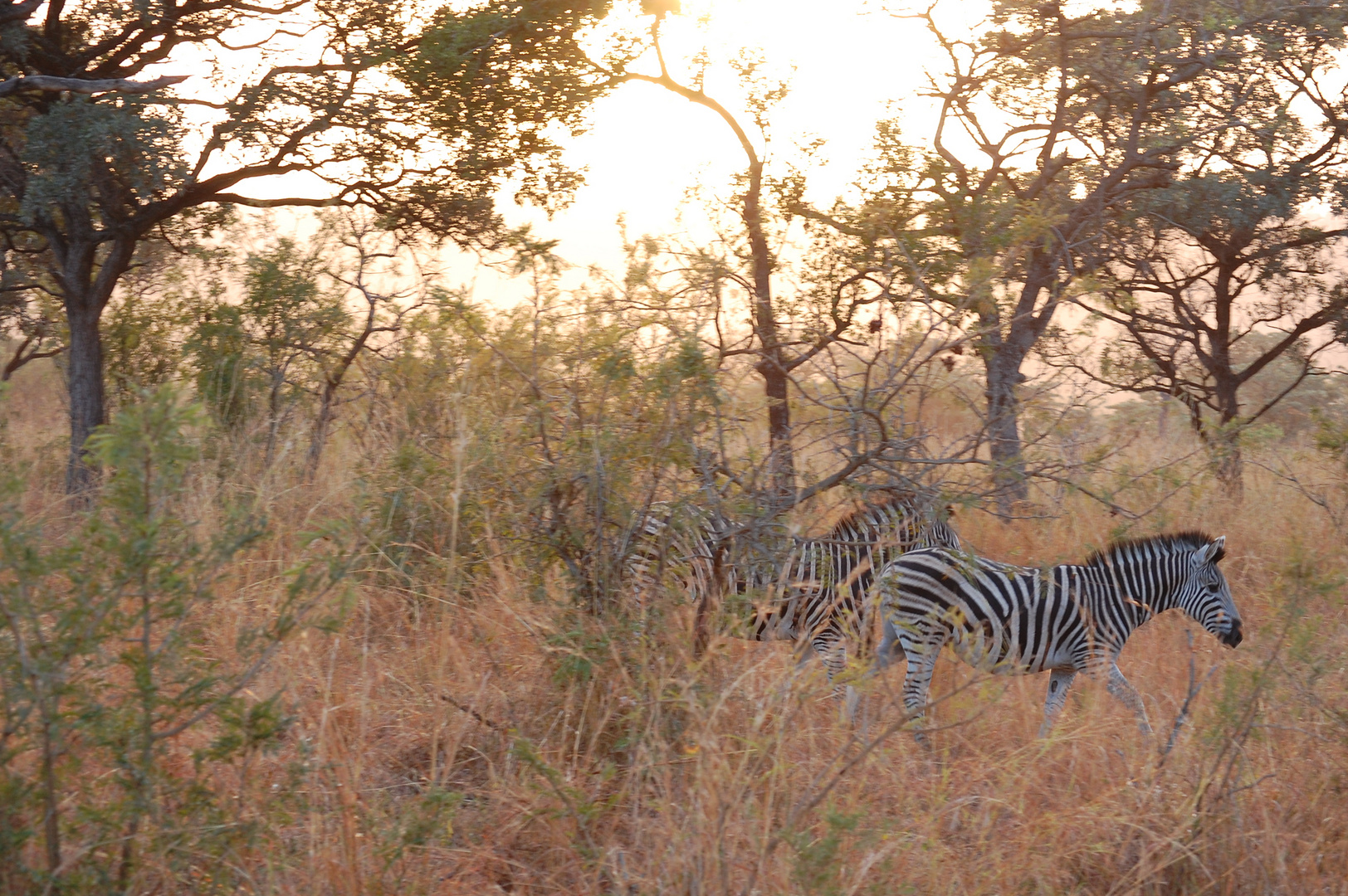 Sonnenaufgang im Kruger Nationalpark