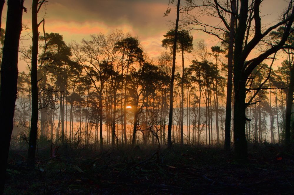 Sonnenaufgang im lichten Wald