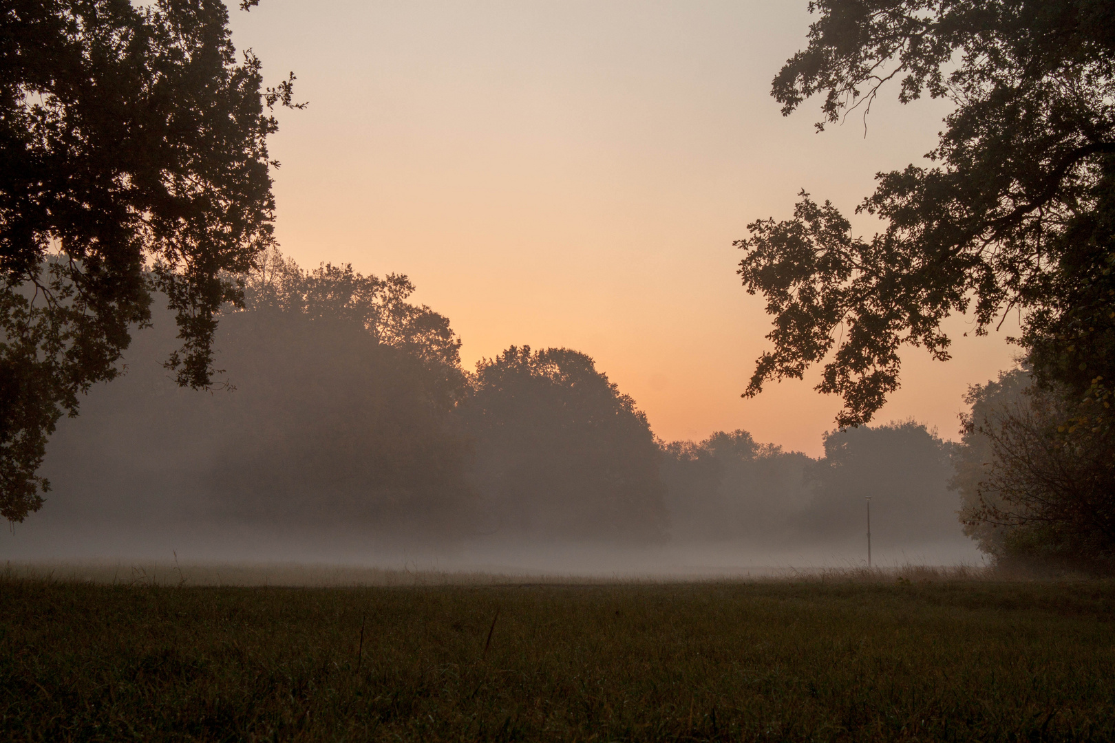 Sonnenaufgang im Magdeburger Rotehornpark mit Nebel