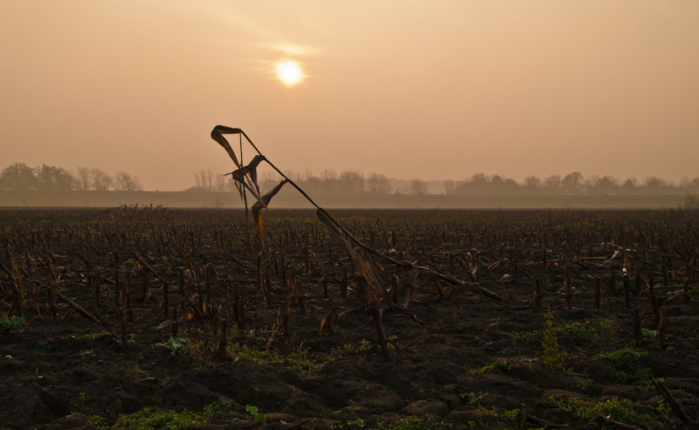 Sonnenaufgang im Maisfeld