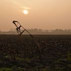 Sonnenaufgang im Maisfeld