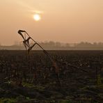 Sonnenaufgang im Maisfeld