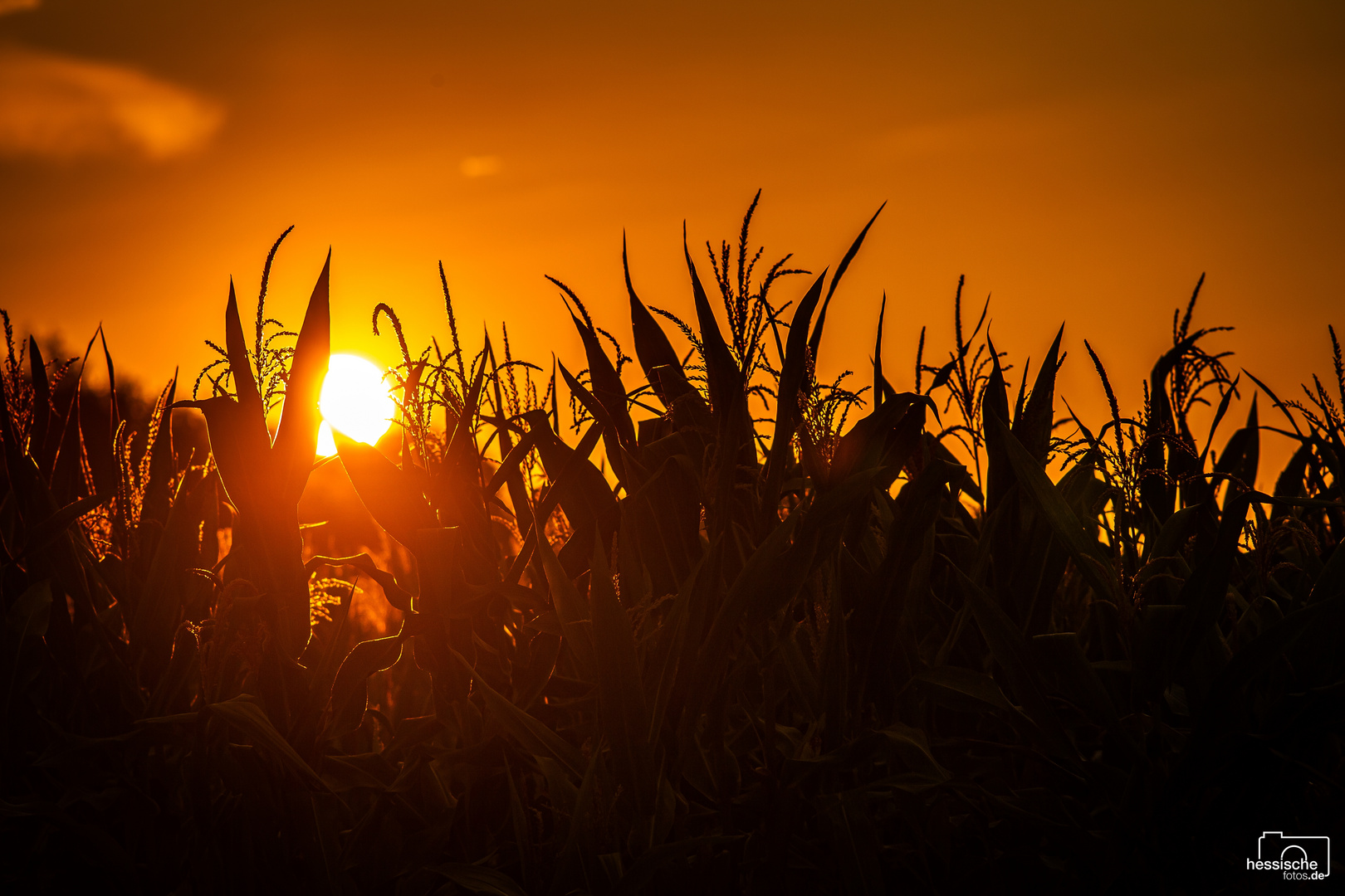 Sonnenaufgang im Maisfeld