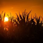 Sonnenaufgang im Maisfeld