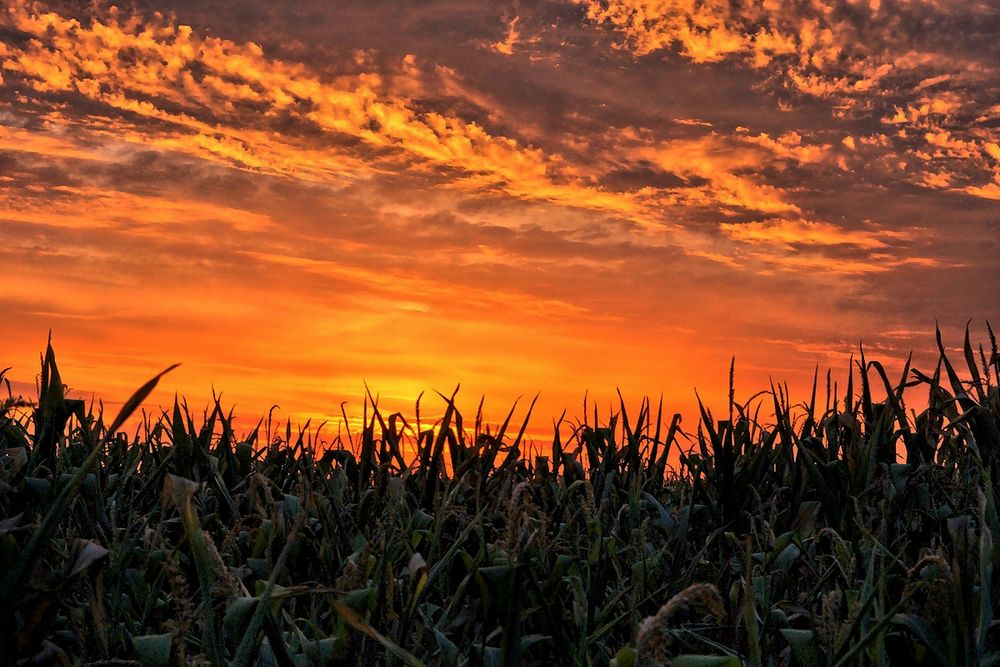 Sonnenaufgang im Maisfeld...