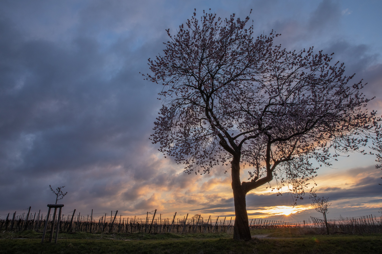 Sonnenaufgang im Mandelhain