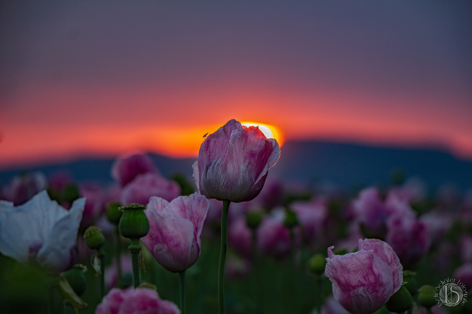 Sonnenaufgang im Mohnfeld 