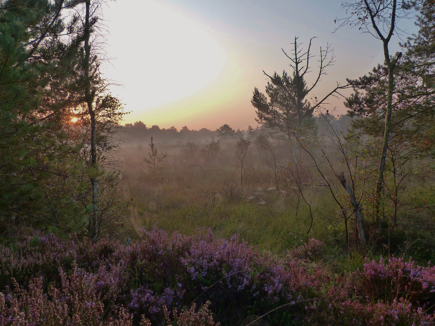 Sonnenaufgang im Moor