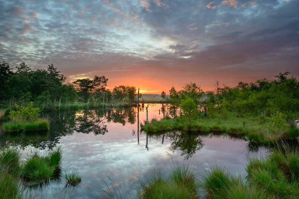 Sonnenaufgang im Moor