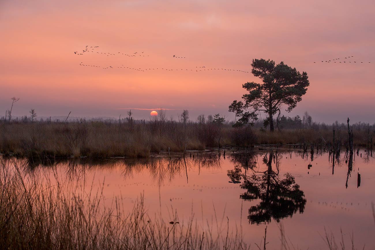 Sonnenaufgang im Moor