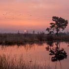 Sonnenaufgang im Moor