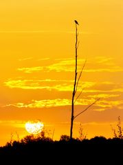 Sonnenaufgang im Moor