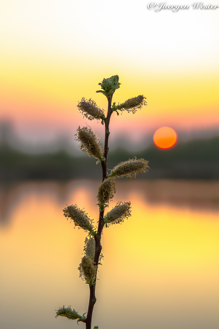 Sonnenaufgang im Moor