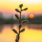 Sonnenaufgang im Moor