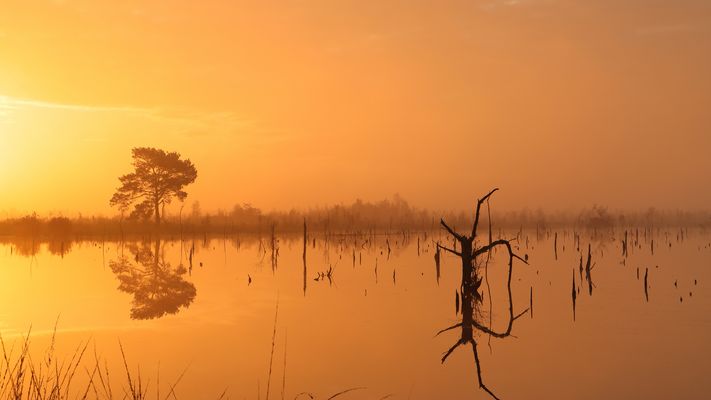 Sonnenaufgang im Moor