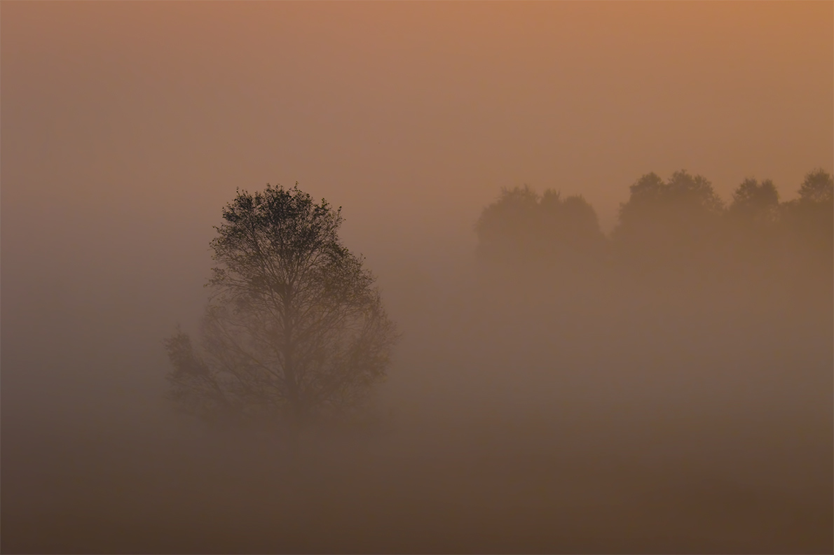 Sonnenaufgang im Moor ....