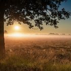 Sonnenaufgang im Moor