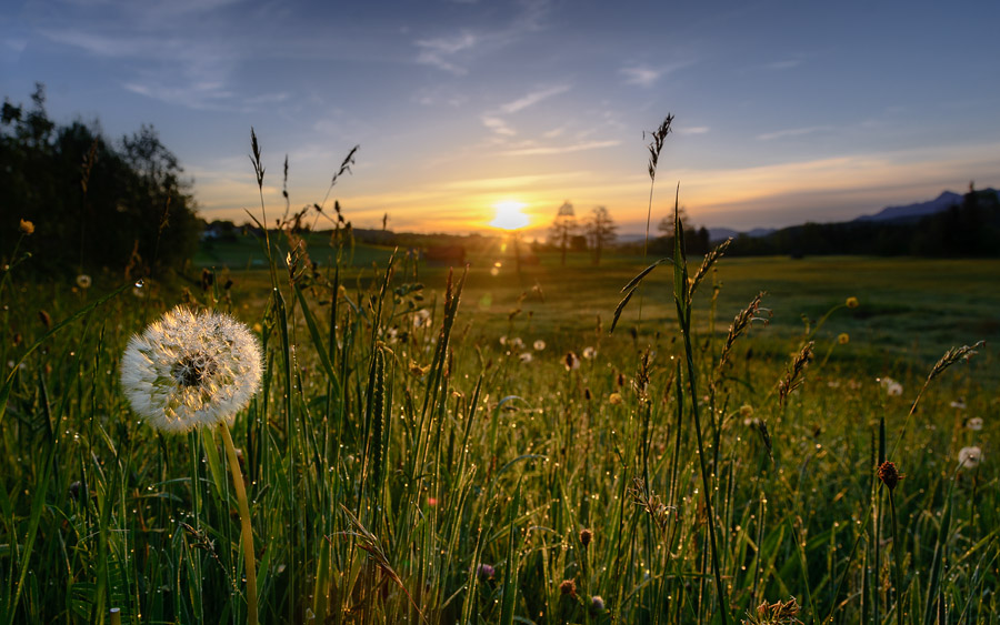 Sonnenaufgang im Moos