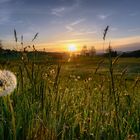 Sonnenaufgang im Moos