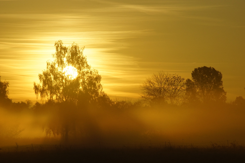 Sonnenaufgang im Moos ...