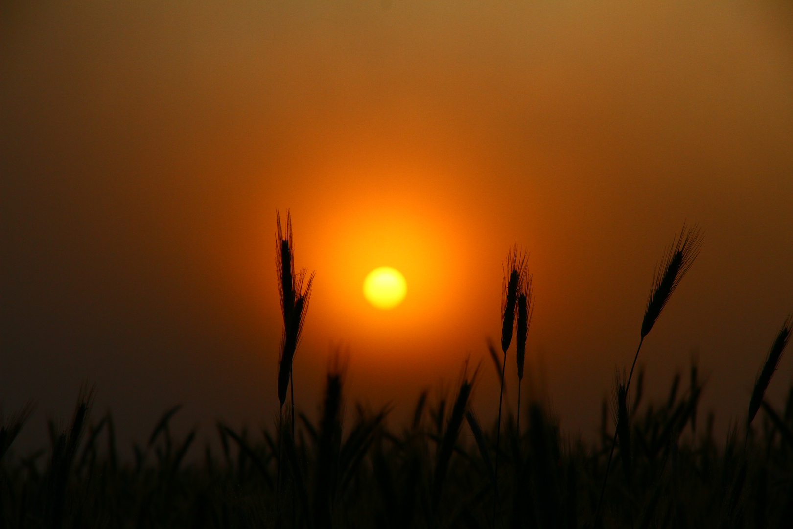 Sonnenaufgang im Morgennebel