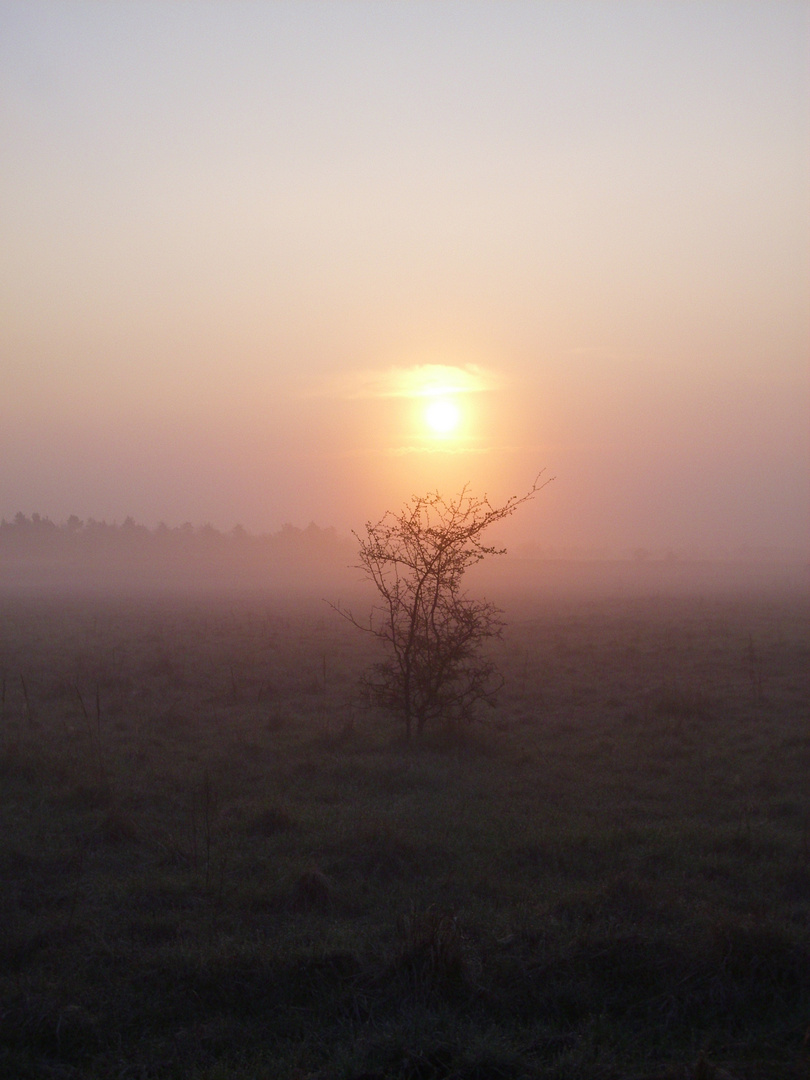 Sonnenaufgang im Morgennebel