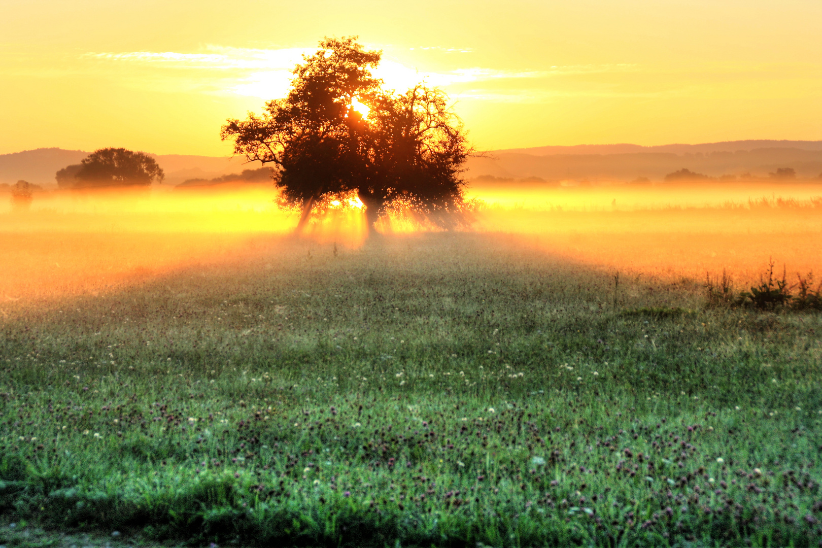 Sonnenaufgang im Morgennebel