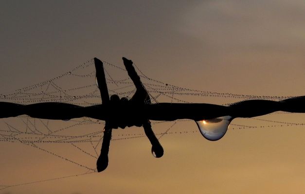 Sonnenaufgang im Morgentau