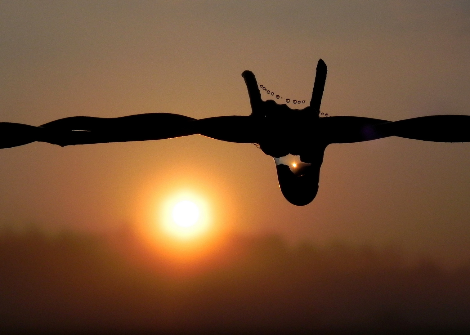 Sonnenaufgang im Morgentau