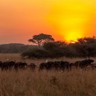 Sonnenaufgang im Murchison NP - Uganda