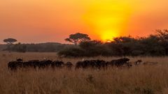 Sonnenaufgang im Murchison NP - Uganda