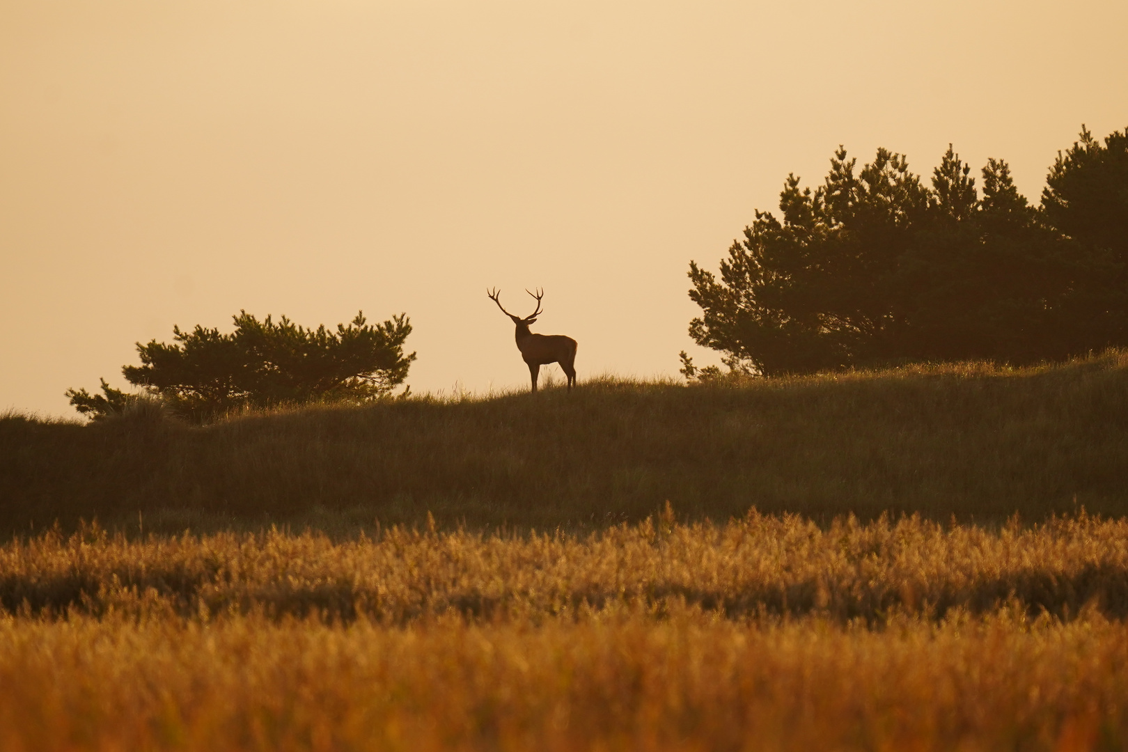 Sonnenaufgang im Nationalpark Darß 