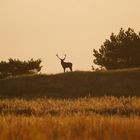 Sonnenaufgang im Nationalpark Darß 