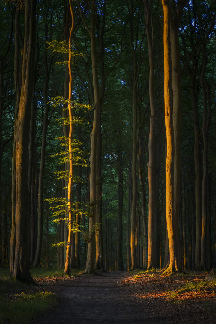 Sonnenaufgang im Nationalpark Jasmund