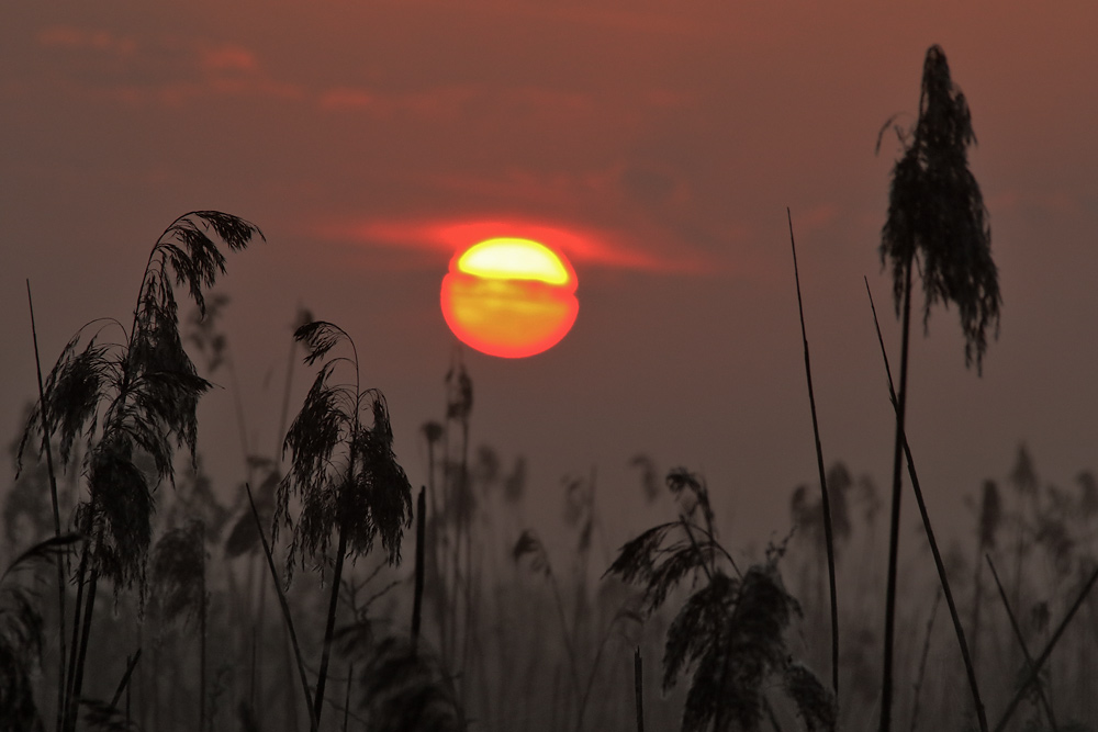 Sonnenaufgang im Naturschutzgebiet am Federsee