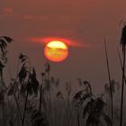 Sonnenaufgang im Naturschutzgebiet am Federsee