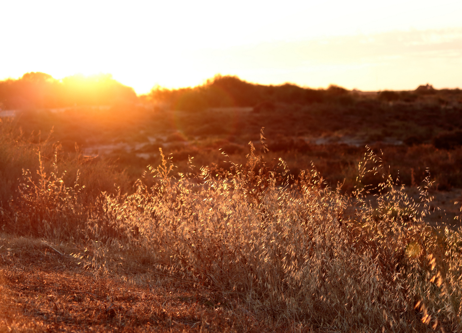 Sonnenaufgang im Naturschutzgebiet Ria Formosa